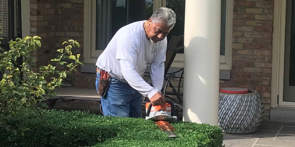 Employee pruning a hedge