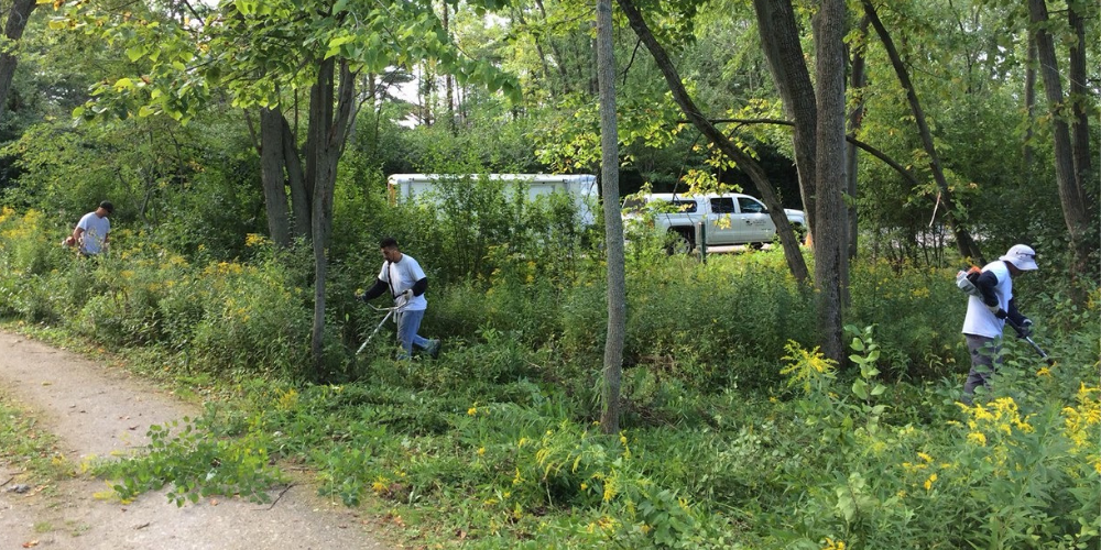 TSG removing invasive species